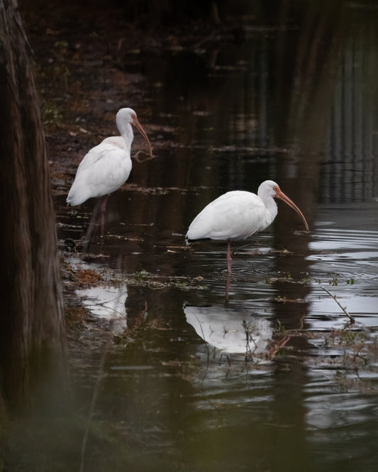White Ibis Pair