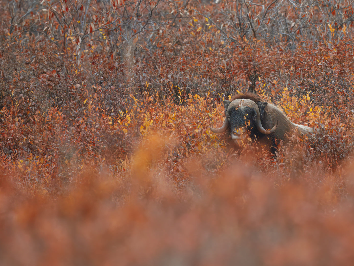 2025 Alaskan Photography Calendar