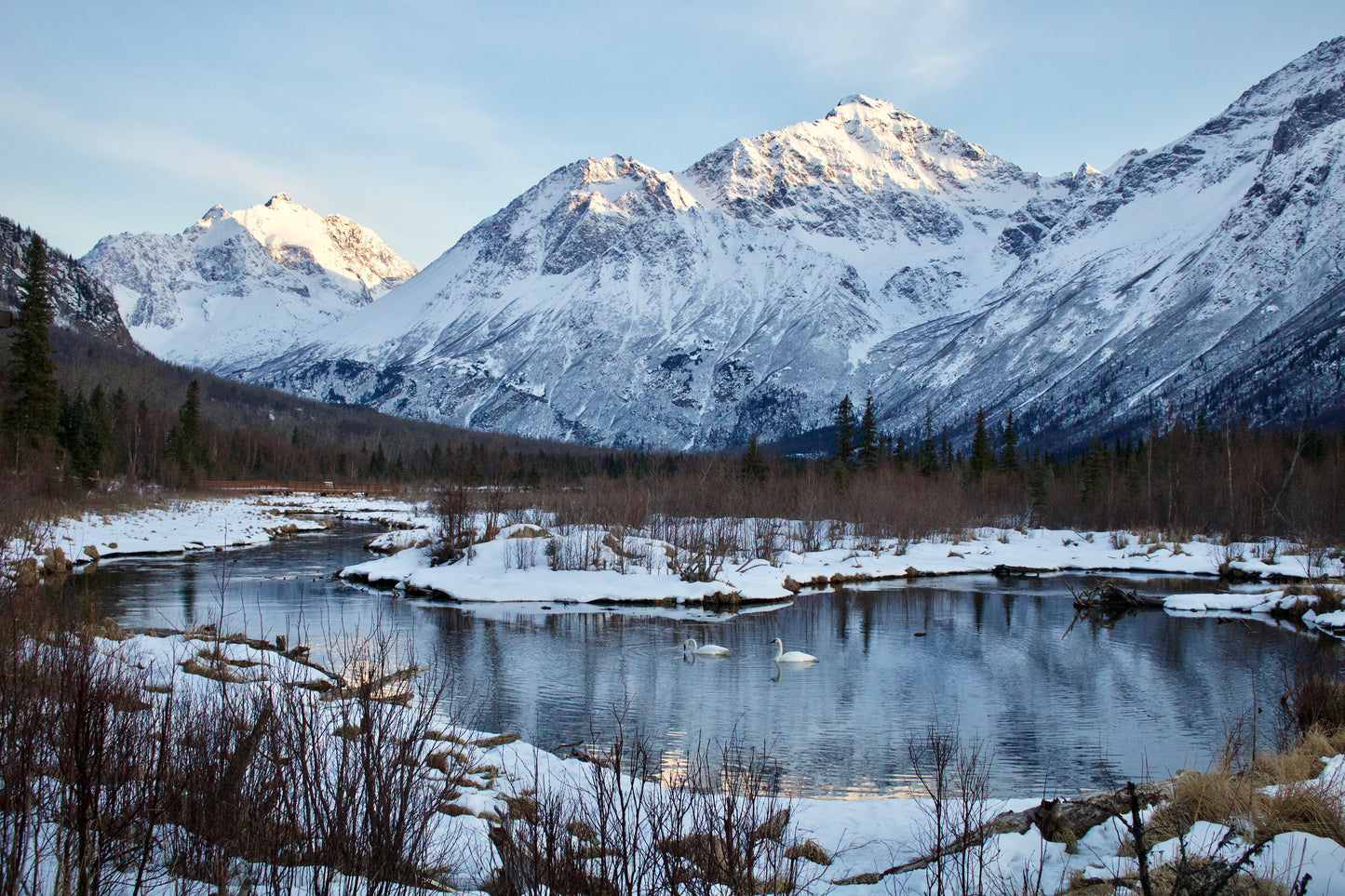 Eagle River Valley Swans