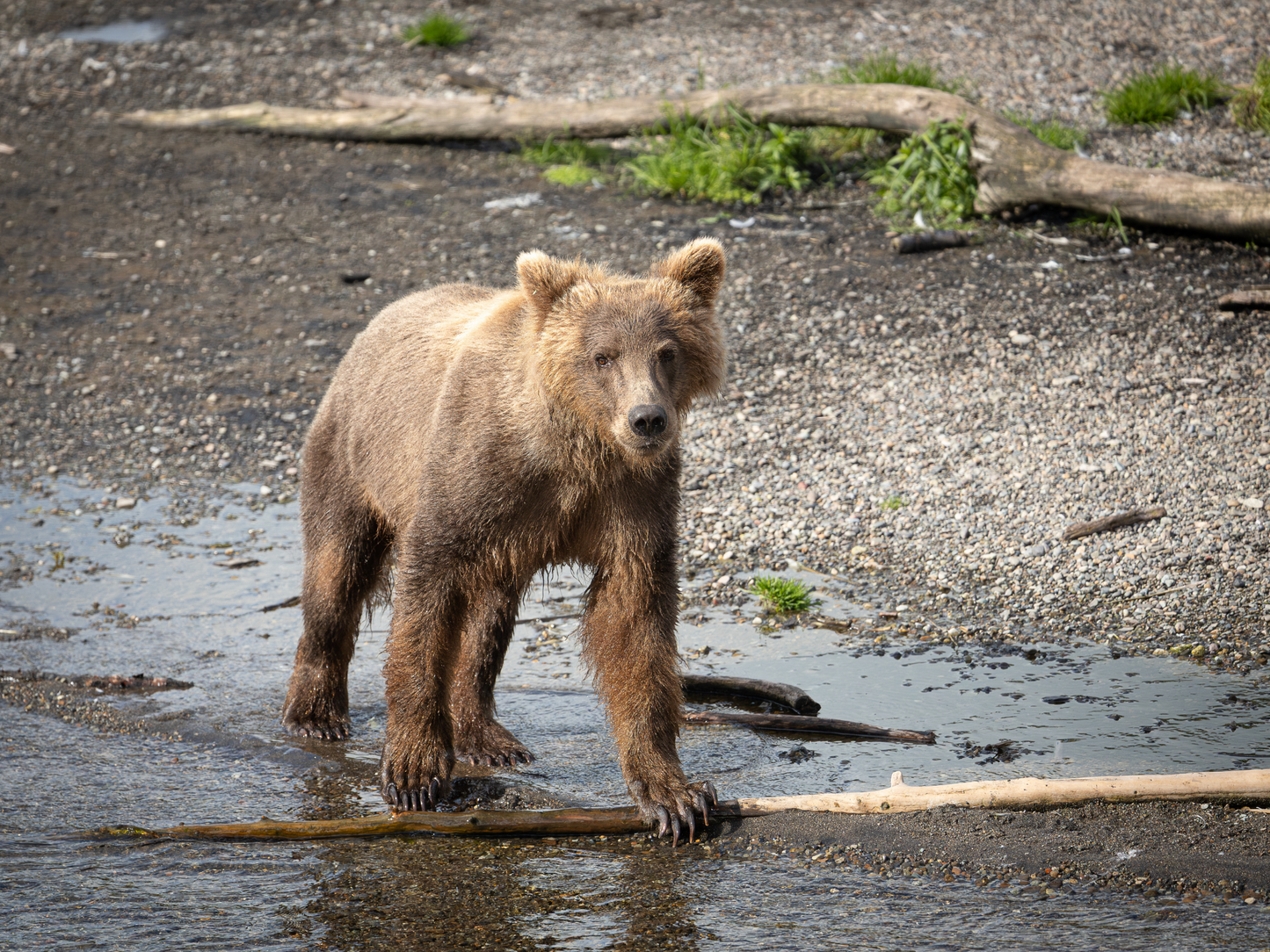 Alaska 2026 Wildlife Calendar