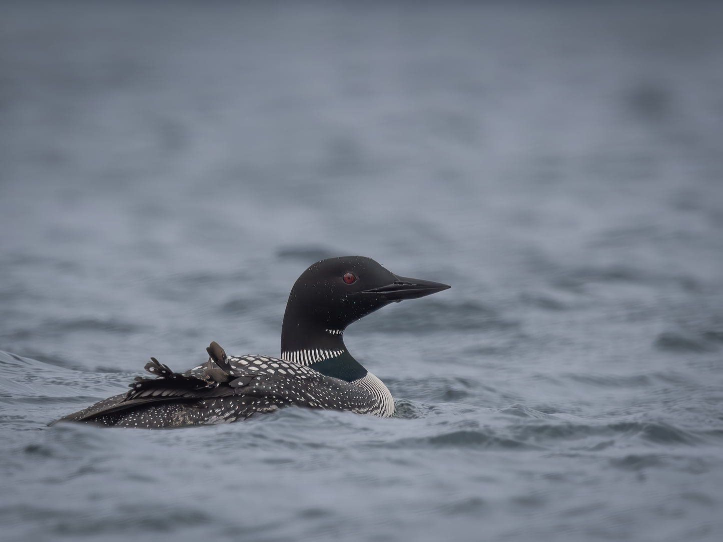 Alaska 2026 Wildlife Calendar