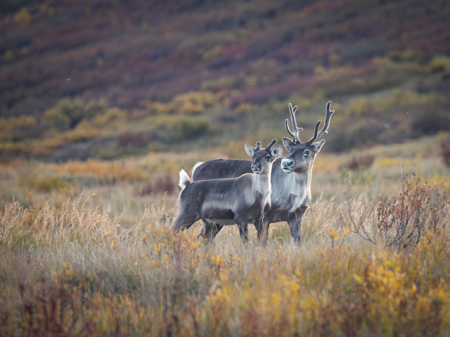 Alaska 2026 Wildlife Calendar