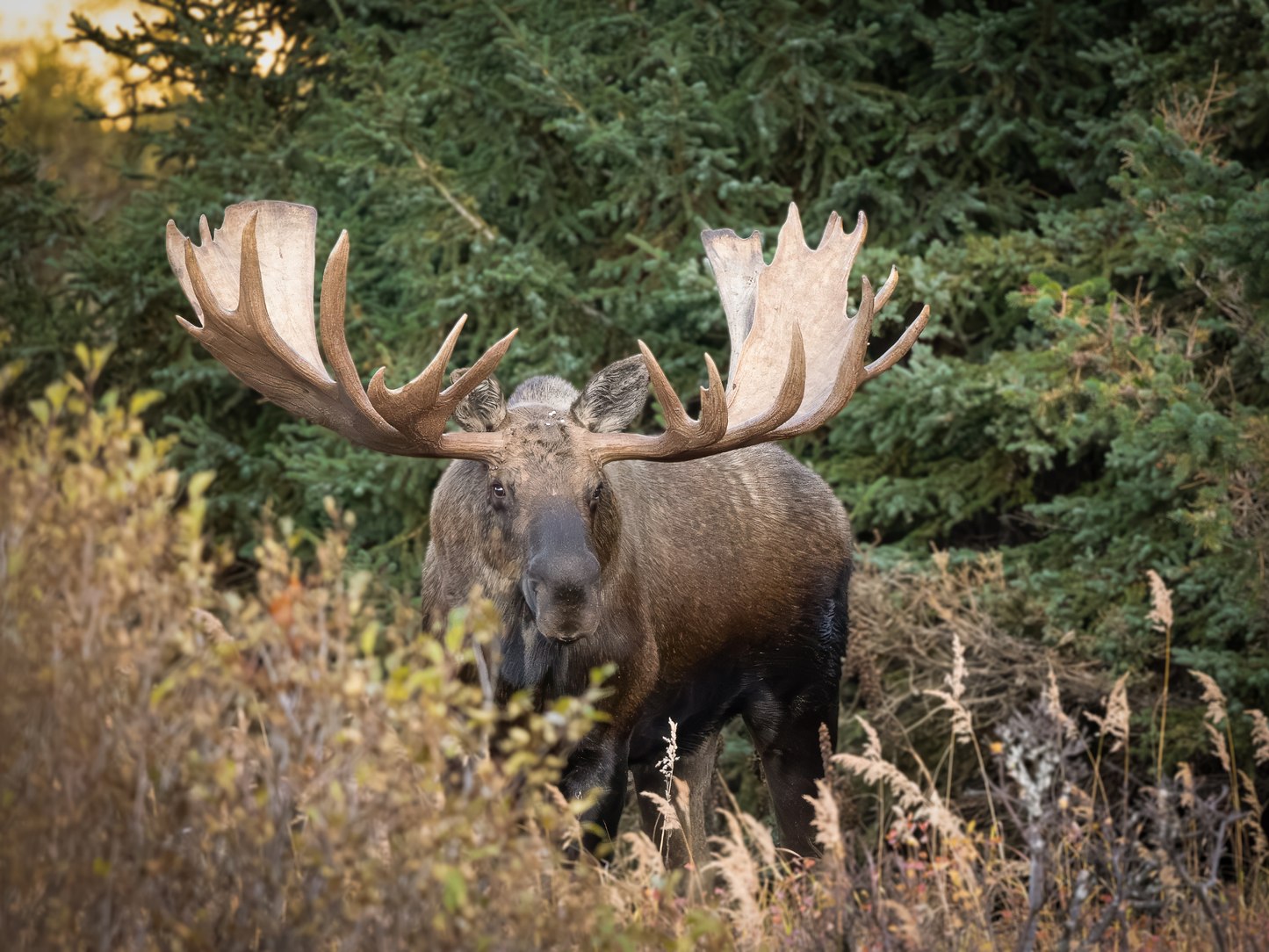 Alaska 2026 Wildlife Calendar