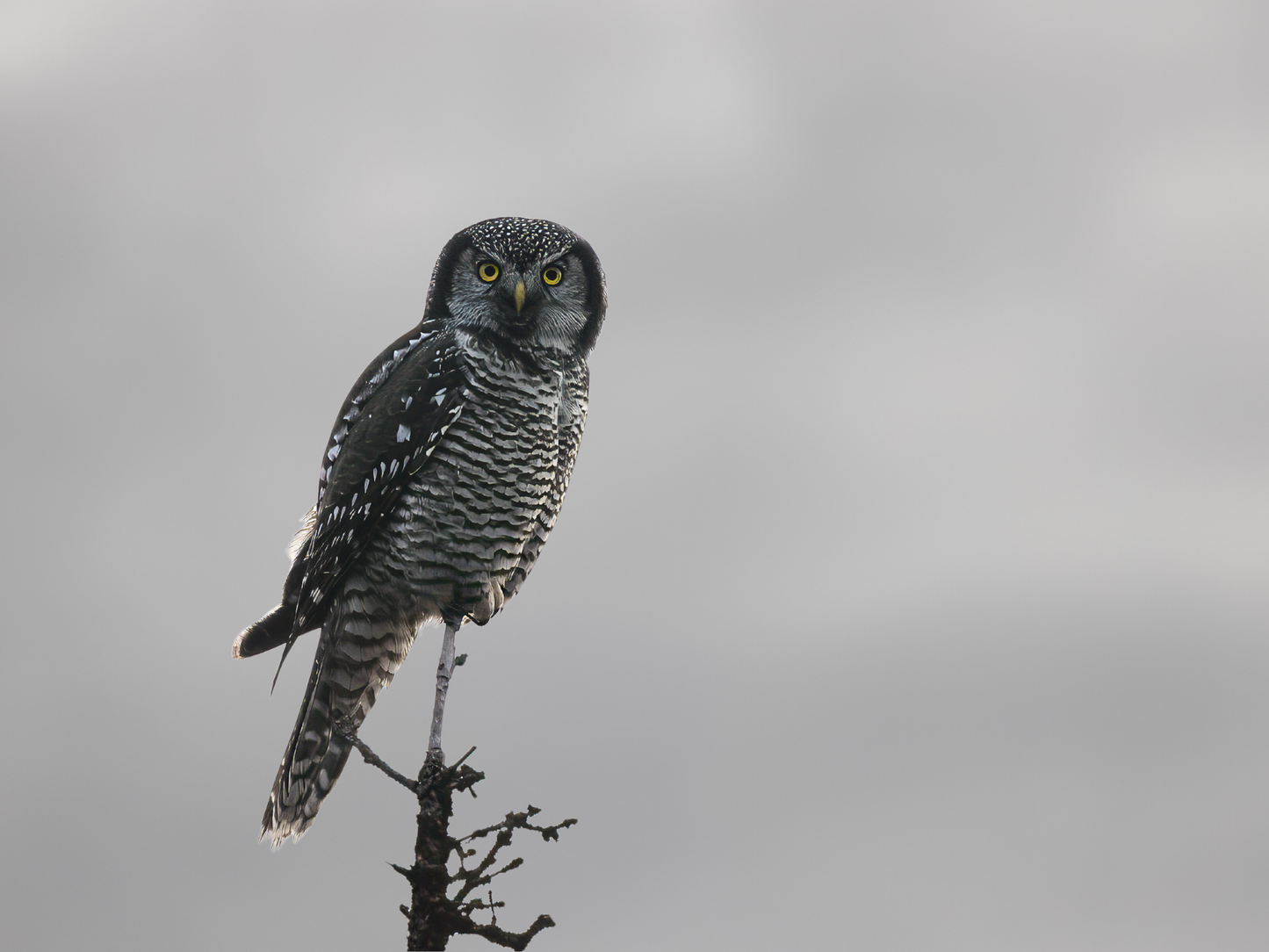 Alaska 2026 Wildlife Calendar