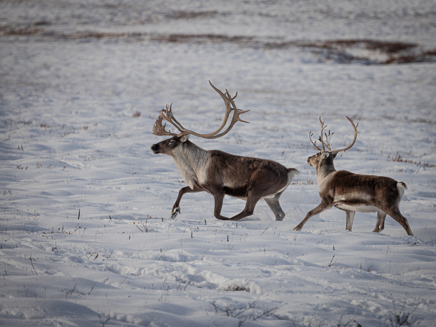Alaska 2026 Wildlife Calendar