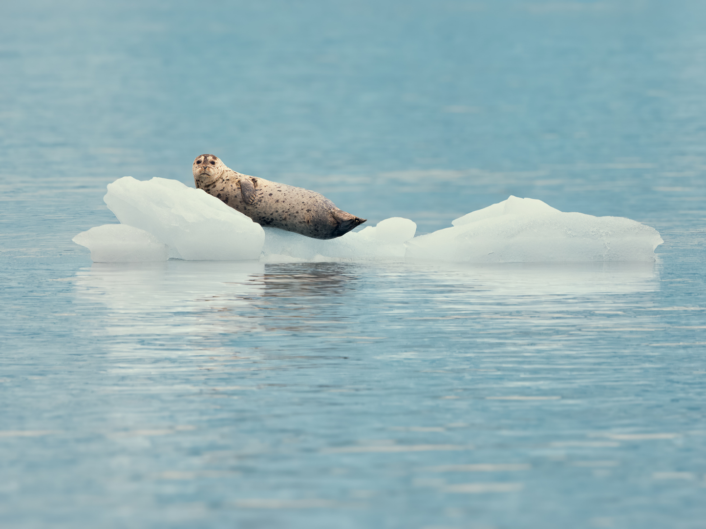 Alaska 2026 Wildlife Calendar