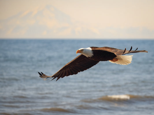 2025 Alaskan Photography Calendar