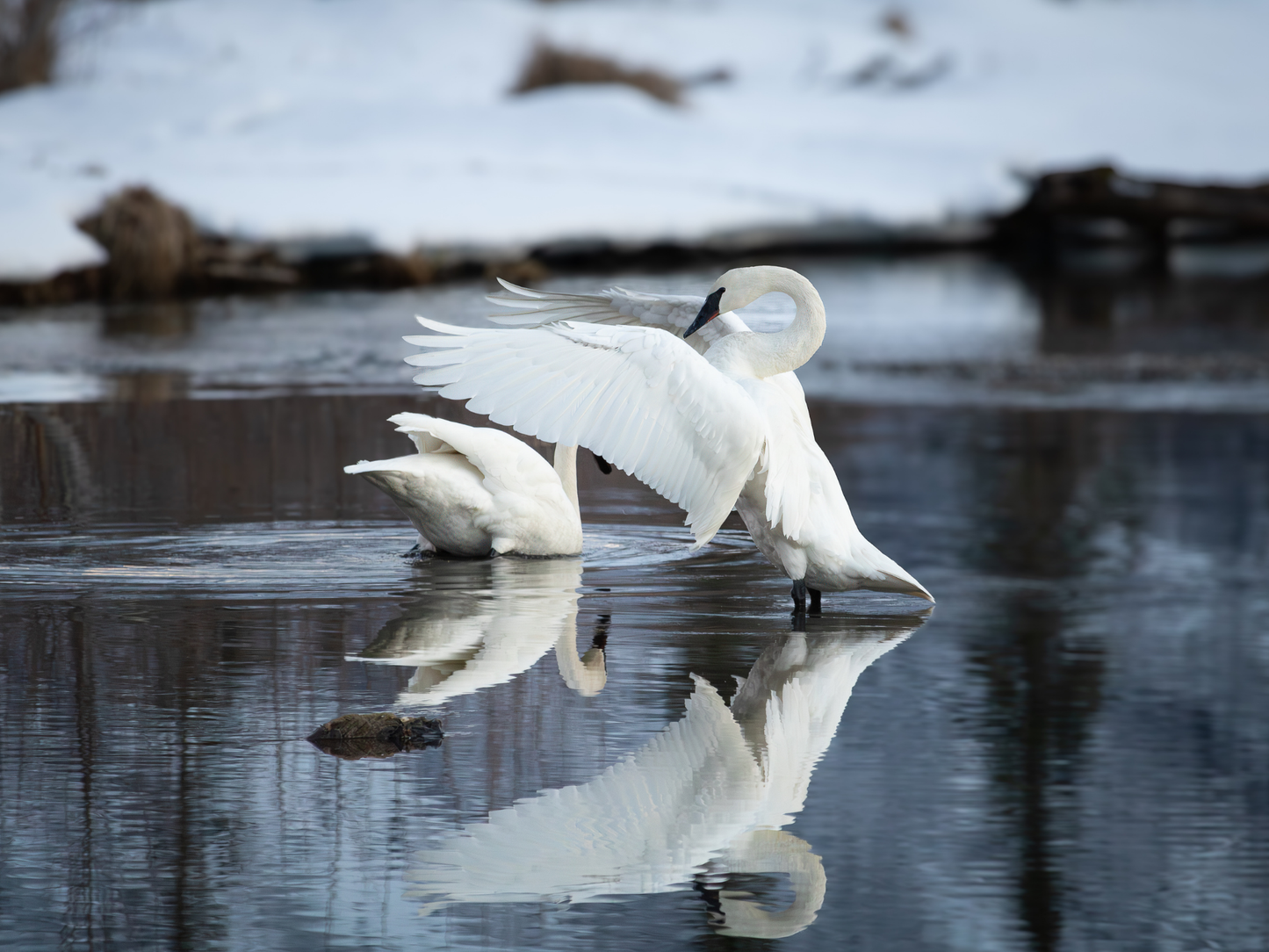Alaska 2026 Wildlife Calendar