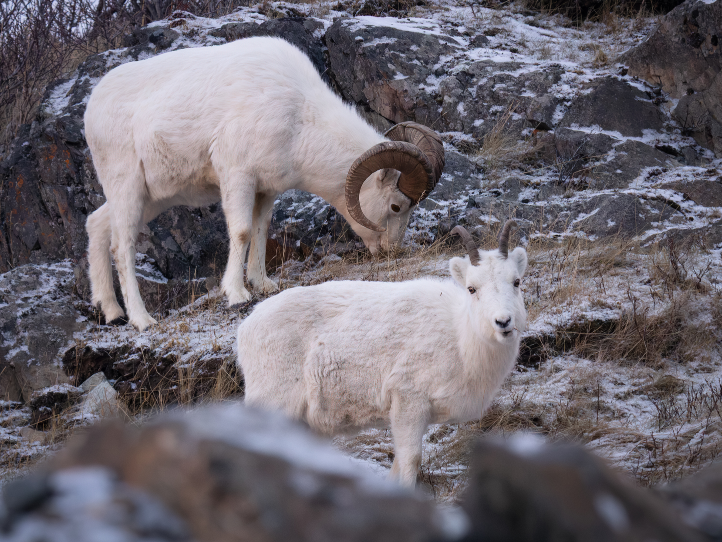 Alaska 2026 Wildlife Calendar