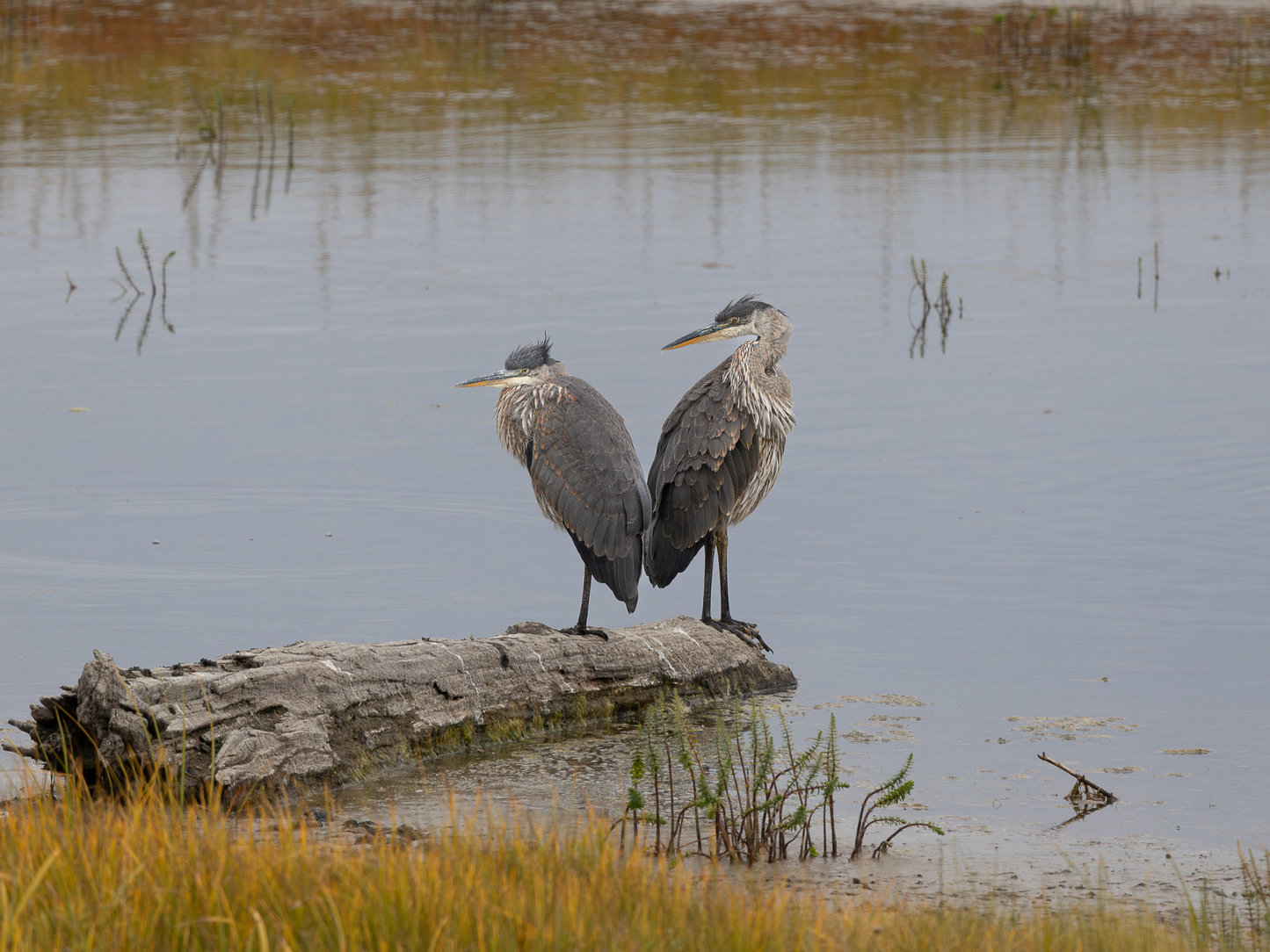 Alaska 2026 Wildlife Calendar