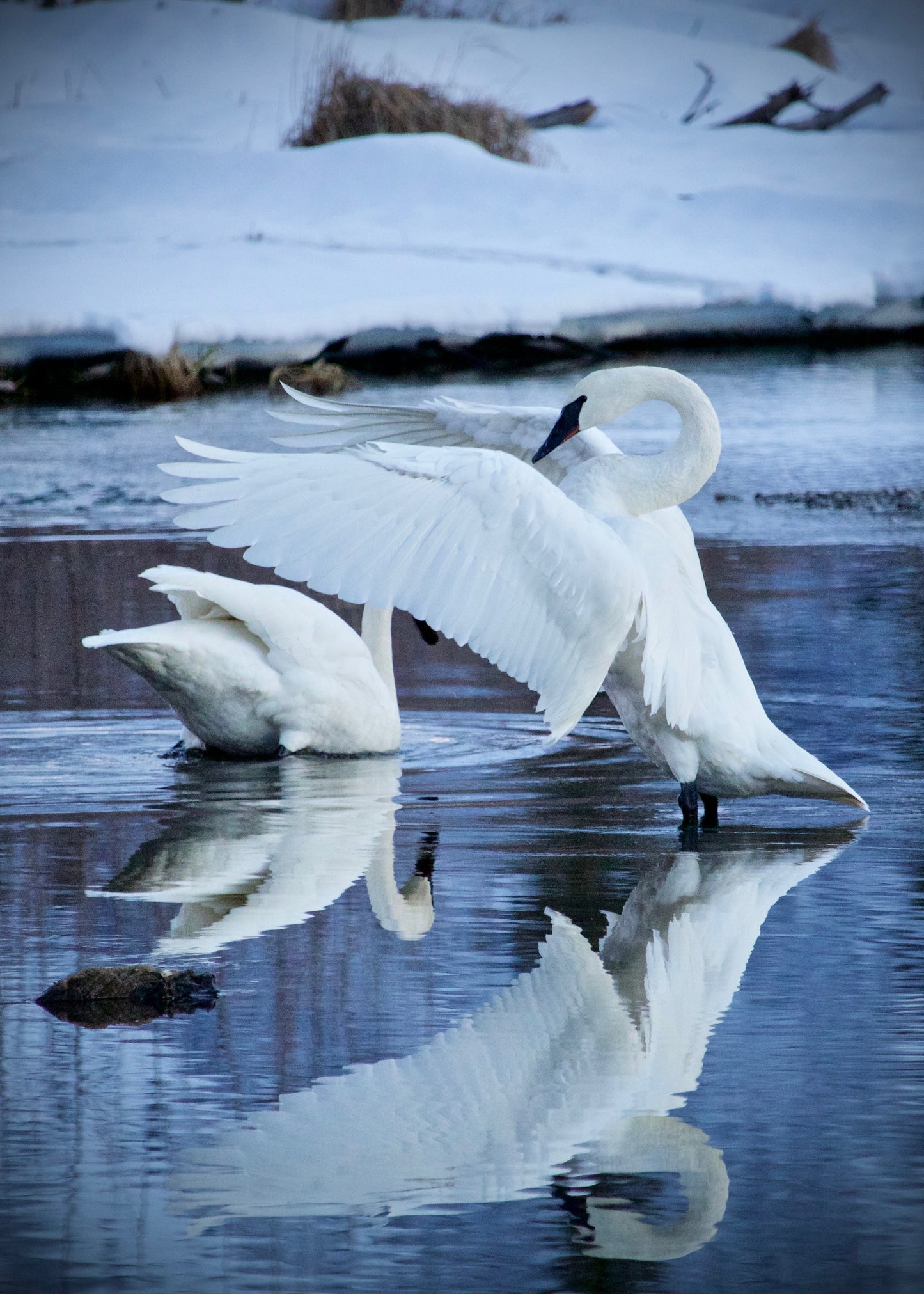 Swan Pair Reflection